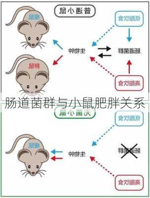 肠道菌群与小鼠肥胖关系