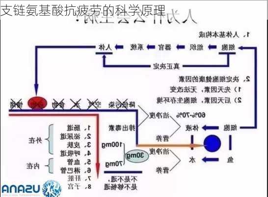 支链氨基酸抗疲劳的科学原理