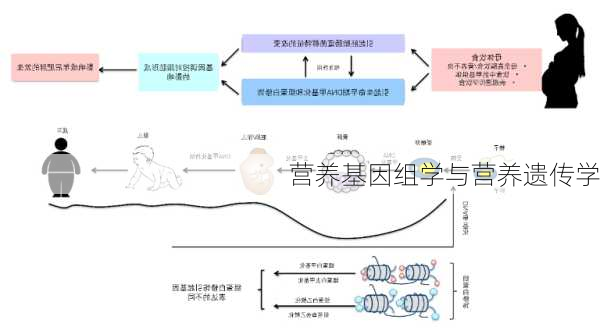 营养基因组学与营养遗传学