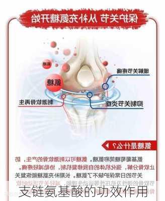 支链氨基酸的功效作用