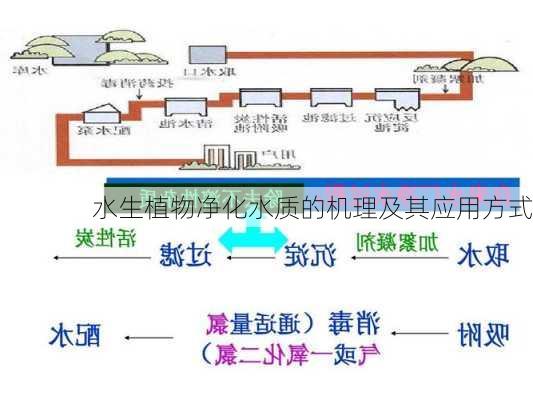 水生植物净化水质的机理及其应用方式