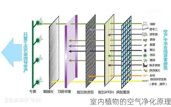 室内植物的空气净化原理