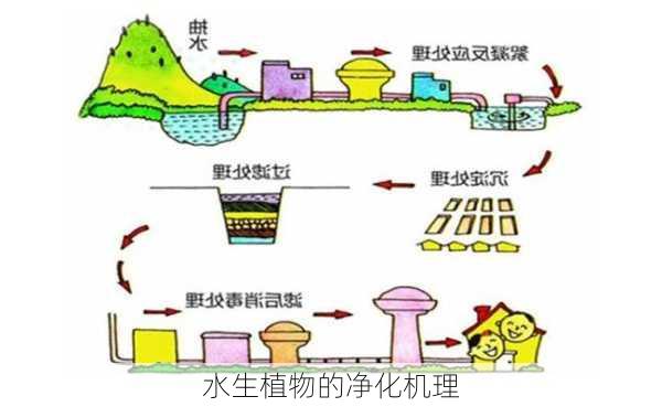 水生植物的净化机理