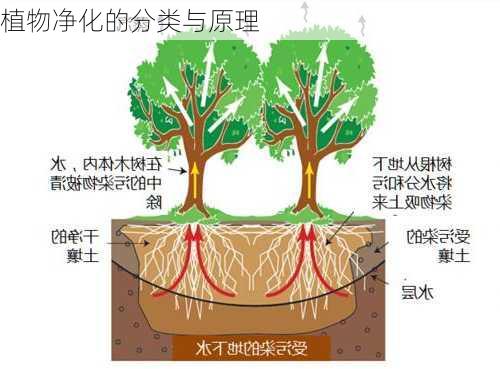 植物净化的分类与原理