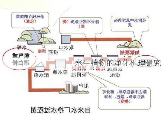 水生植物的净化机理研究