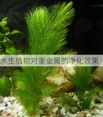 水生植物对重金属的净化效果