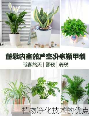 植物净化技术的优点