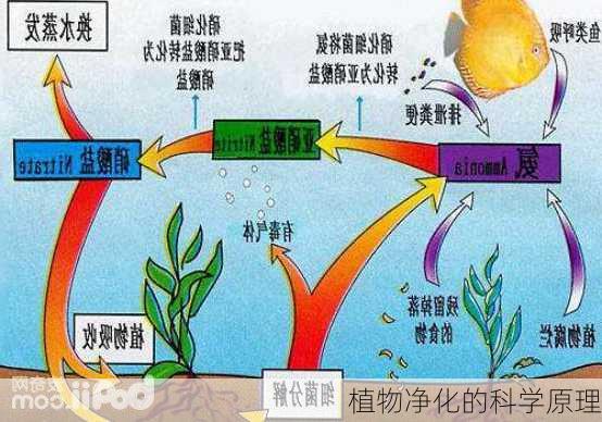 植物净化的科学原理