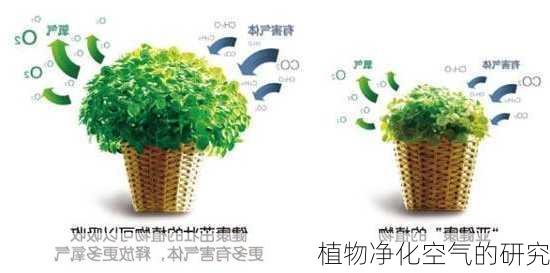 植物净化空气的研究