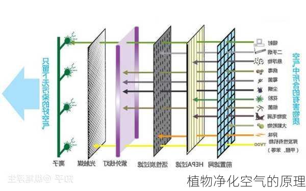 植物净化空气的原理