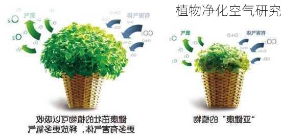 植物净化空气研究