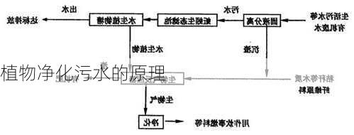 植物净化污水的原理