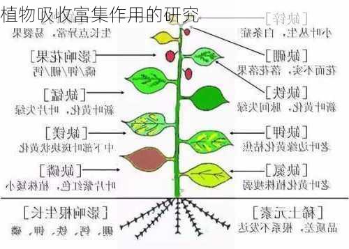 植物吸收富集作用的研究