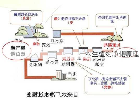 水生植物净化原理