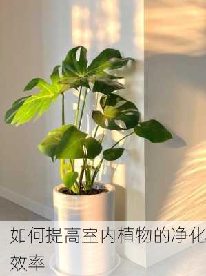 如何提高室内植物的净化效率