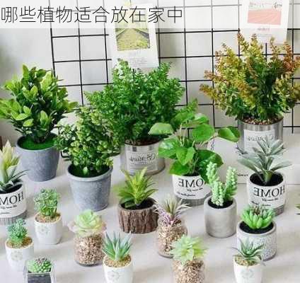 哪些植物适合放在家中