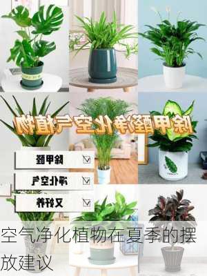 空气净化植物在夏季的摆放建议