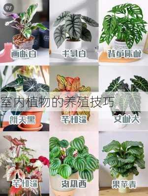 室内植物的养殖技巧