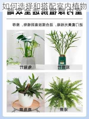 如何选择和搭配室内植物