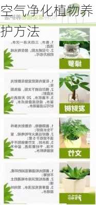 空气净化植物养护方法