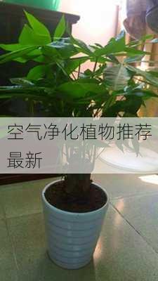 空气净化植物推荐最新