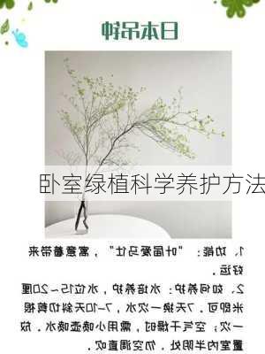 卧室绿植科学养护方法