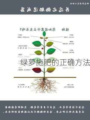 绿萝施肥的正确方法