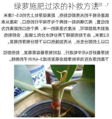 绿萝施肥过浓的补救方法