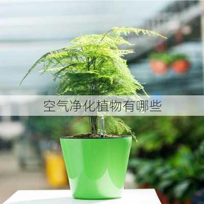 空气净化植物有哪些