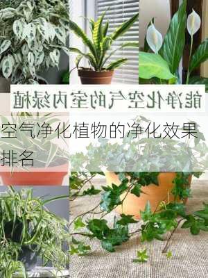 空气净化植物的净化效果排名