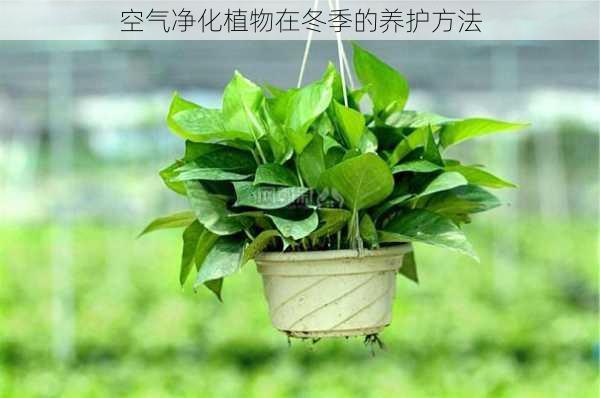 空气净化植物在冬季的养护方法