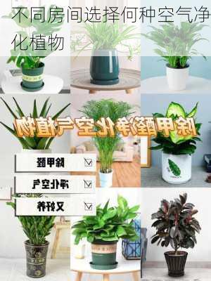 不同房间选择何种空气净化植物