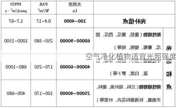 空气净化植物适宜光照强度