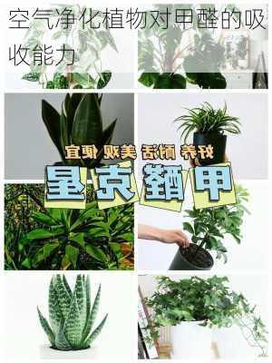 空气净化植物对甲醛的吸收能力