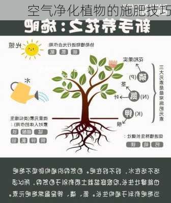 空气净化植物的施肥技巧