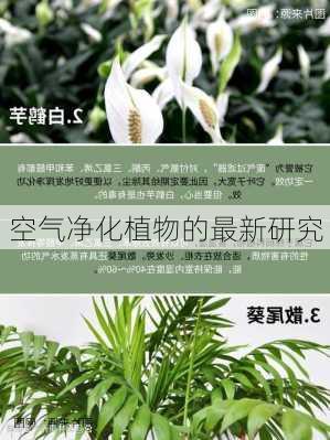 空气净化植物的最新研究