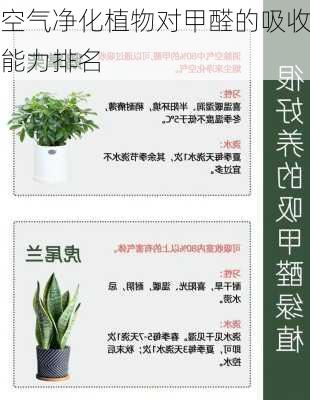 空气净化植物对甲醛的吸收能力排名