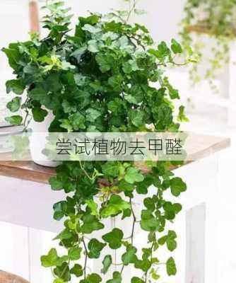 尝试植物去甲醛