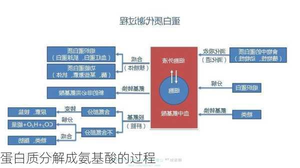 蛋白质分解成氨基酸的过程