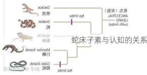 蛇床子素与认知的关系