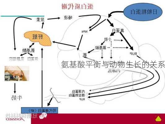 氨基酸平衡与动物生长的关系