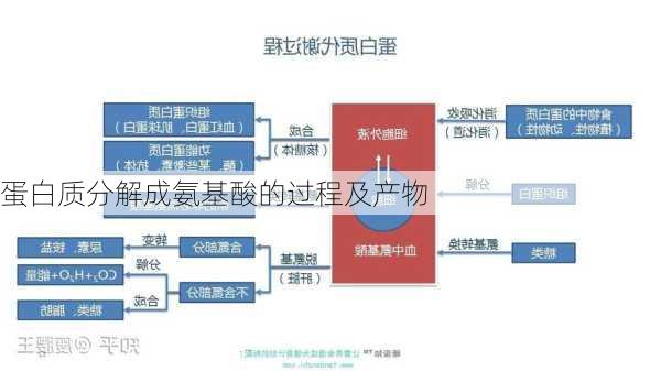 蛋白质分解成氨基酸的过程及产物