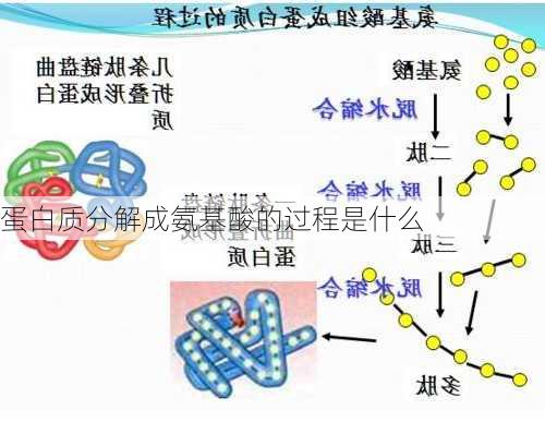 蛋白质分解成氨基酸的过程是什么