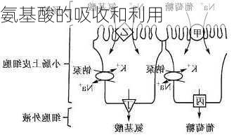 氨基酸的吸收和利用