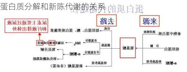 蛋白质分解和新陈代谢的关系