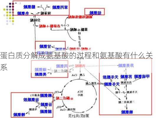 蛋白质分解成氨基酸的过程和氨基酸有什么关系