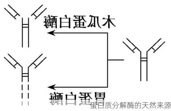 蛋白质分解酶的天然来源