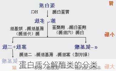 蛋白质分解酶类的分类