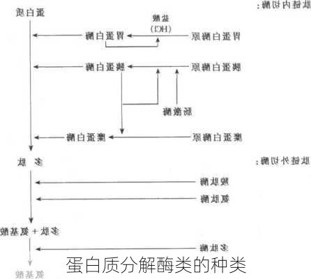 蛋白质分解酶类的种类