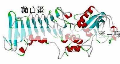 蛋白酶